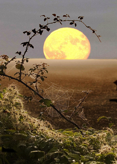 Spiderweb Moon, Fawler, England