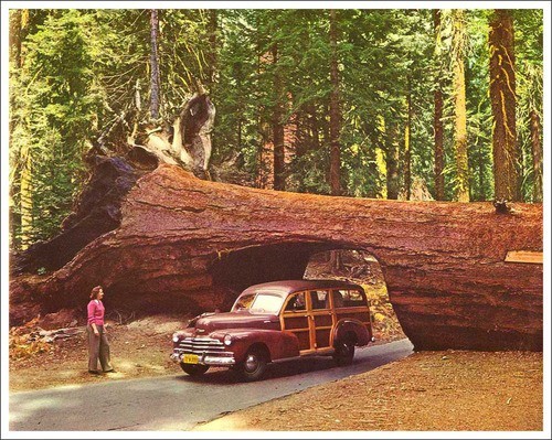 Redwood Tree Tunnel, California