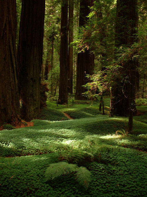 Redwood Forest Floor, Humboldt, California
