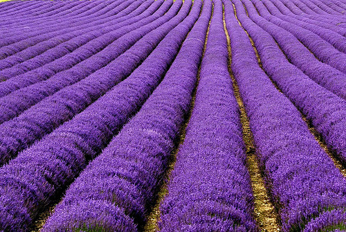Purple Horizon, Lavender Field, The Netherlands