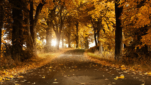 Autumn Road, Sweden