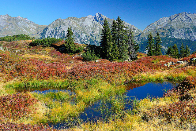 by Gregor Halbwedl on Flickr.Small pond and blueberries in the Alps of Vorarlberg, Austria.
