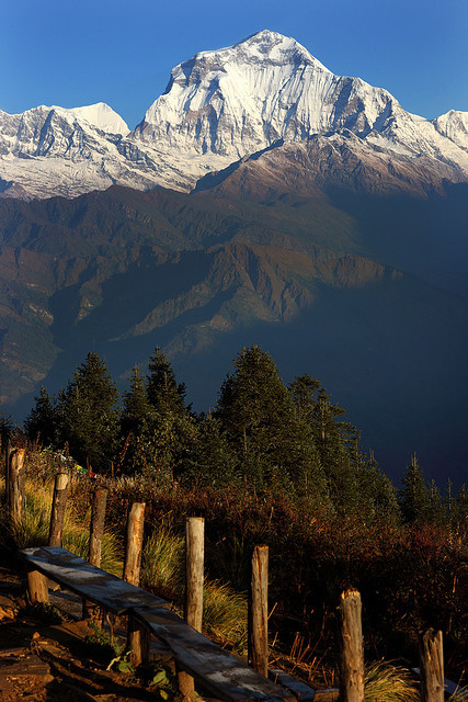 Dhaulagiri , seen from Poon Hill early in the morning, Nepal