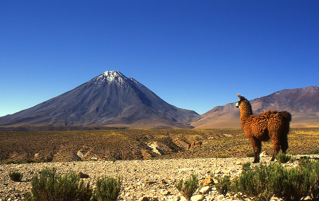 Llama looking at Licancabur Volcano, Bolivia