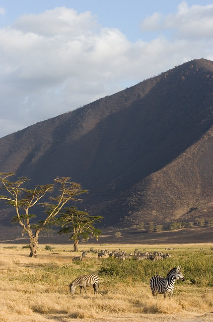Acacia trees and zebras in Ngorongoro Crater, Tanzania