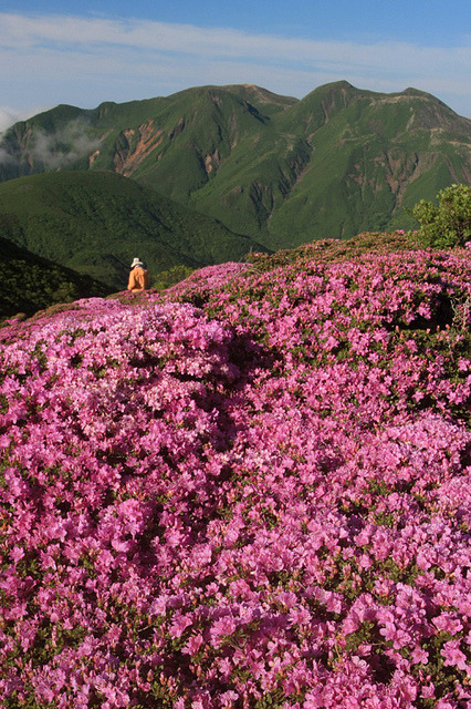 Colonies of Miyama-Kirishima in full bloom in Kuju National Park, Japan