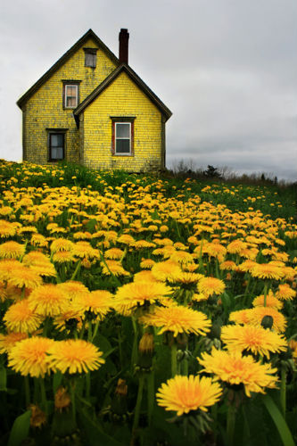 Dandelion House, Nova Scotia