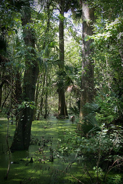 Swampy area at Lake Woodruff National Wildlife Refuge, Florida, USA