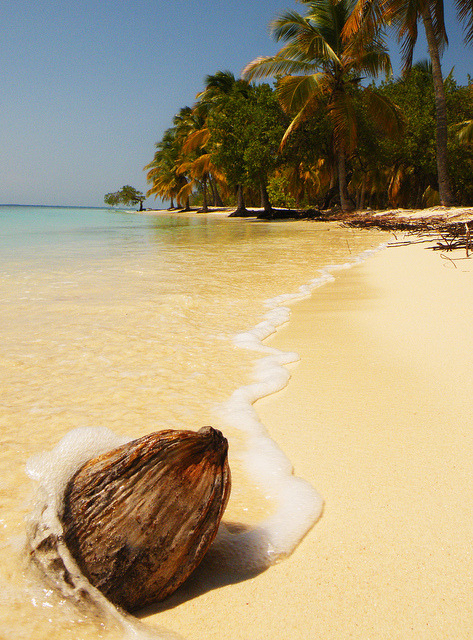 Coconut on the beach, Morrocoy, Venezuela