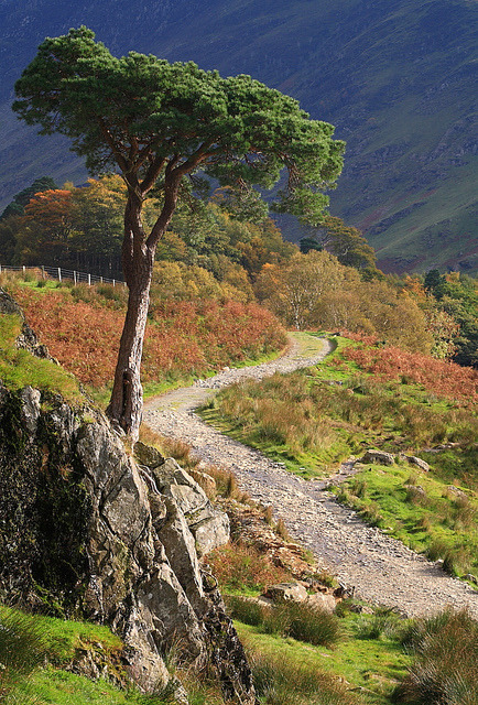 Pine Tree and track, Buttermere, Lake District, England .]]>” id=”IMAGE-m794z0PcqB1r6b8aao1_500″ /></noscript><img class=