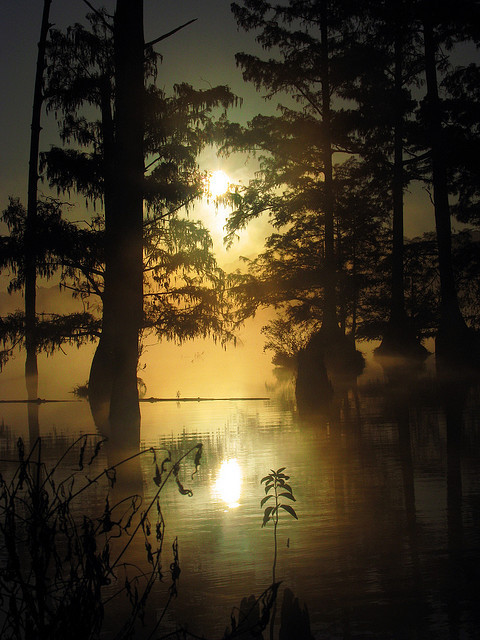 Morning at Bluff Lake, Noxubee National Wildlife Refuge, Mississippi, USA