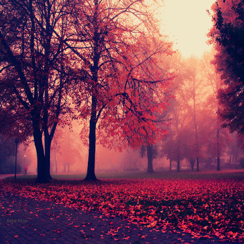 Autumn Mist, Germany