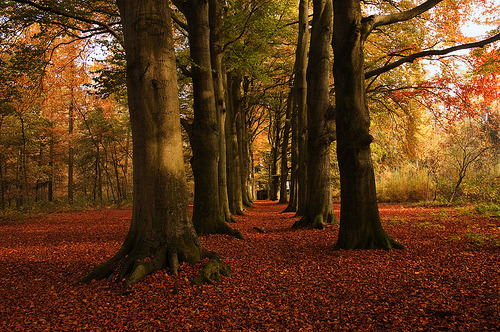 Autumn Forest, The Netherlands