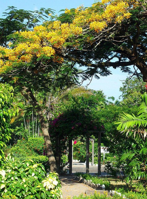 Yellow flamboyant trees in Promenade Gardens in Georgetown, Guyana