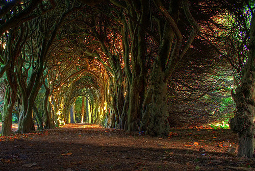 Ancient Forest, Mueth, Ireland