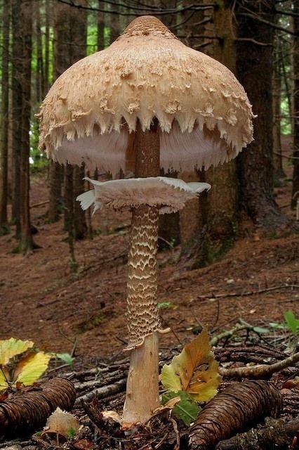 Giant Mushroom, Italy