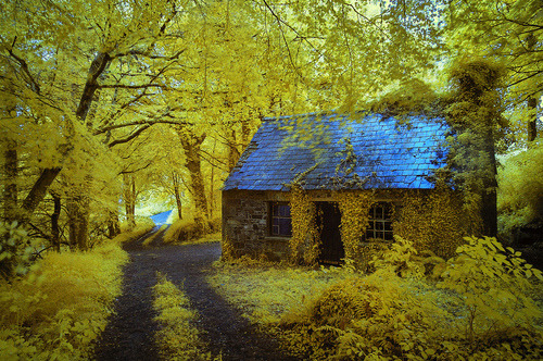 Ancient Forest Cottage, Stradbally, Ireland