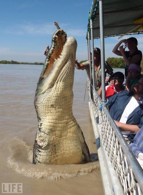 Monster Crocodile, Adelaide River, Australia