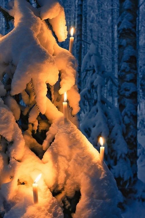 Candle Lit Tree, Finland