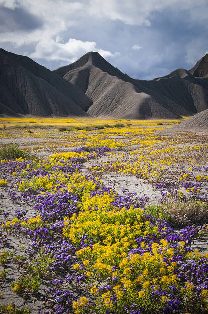 Carpets of yellow bee plant and purple scorpionweed at Caineville badlands, Utah, USA