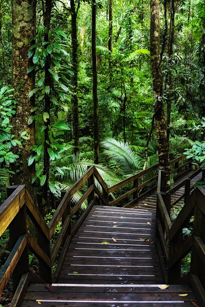 Wooden trail in Daintree Rainforest, one of the oldest surviving forests in the world, Australia