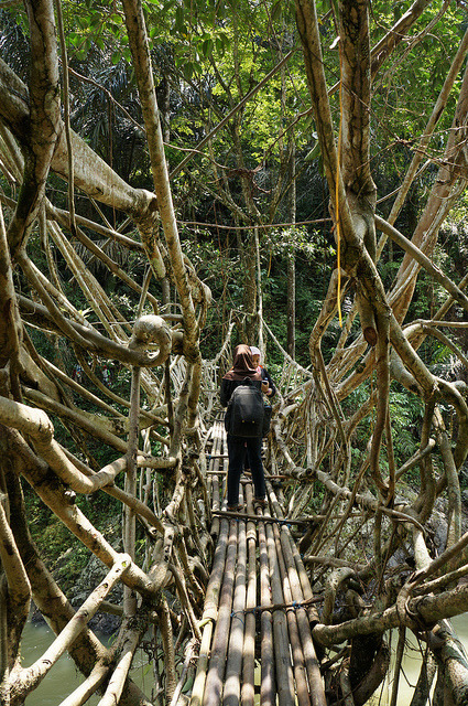 Crossing Jembatan Akar, the living root bridge in West Sumatra / Indonesia