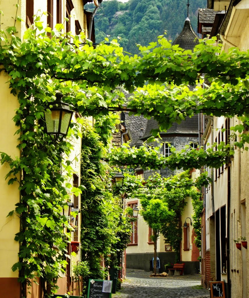 Vines covering streets, Traben-Trarbach / Germany
